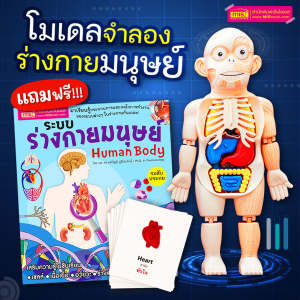 ของเล่นแนววิทยาศาสตร์ โมเดลร่างกายมนุษย์ พร้อมการ์ดคำศัพท์อวัยวะ