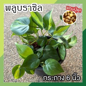 พลูบราซิล ในกระถาง 6 นิ้ว (แถมปุ๋ย) Philodendron Brasil พลูเรือนแก้ว พลูหัวใจด่าง ไม้ร่มรำไร ต้นไม้ฟอกอากาศ ปลูกในบ้าน ใบใหญ่สีสด