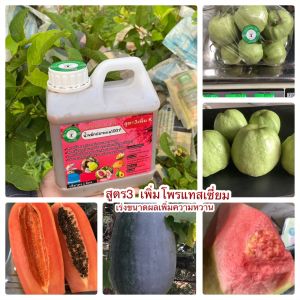 น้ำหมักปลาทะเล100% เข้มข้นสูตร 3 เร่งผล เร่งความหวานกรอบ