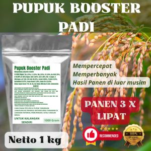 Pupuk Booster Padi Pelebat Organik Cepat Berbuah Lebat Besar Anti Rontok Pembesar Padi
