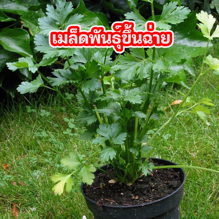 เมล็ดพันธุ์ขึ้นฉ่าย 10,000 เมล็ด+ สุดคุ้ม สำหรับปลูกเยอะ