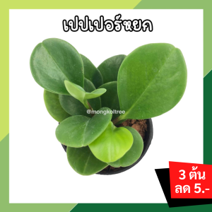🔥โปร 2.2 🔥 [แพ๊ก 10 ต้น] เปปเปอร์หยก กระถาง 3 นิ้ว (พร้อมส่ง!!) ต้นไม้มงคล ปลูกประดับบ้าน คอนโด