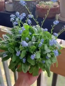 （10pcs/Pack） Blue Forget-Me-Not Flower Seeds For Gardening Flowering Plant Seed Blue Flower Seeds