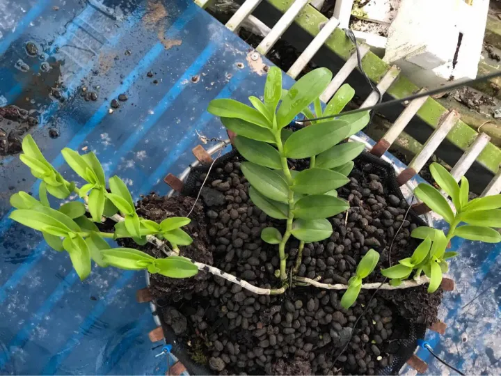 Phi%20%C4%91i%E1%BB%87p%205CT%20Th%E1%BB%B1c%20H%C3%A0,%20hoa%20c%E1%BB%B1c%20%C4%91%E1%BA%B9p,%20tr%E1%BA%AFng%20tinh%20khi%E1%BA%BFt,%20t%C3%A1ch%20ki%20th%C3%A2n%20m%E1%BA%B9%20gi%C3%A1%20r%E1%BA%BB%20-%20Image%208