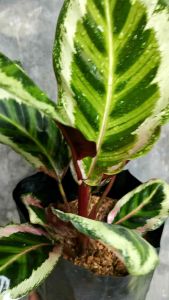 SOV Calathea Roseopicta Angela Calathe Rose Painted Angela Rare Plant Prayer Plant Indoor Plant Real Live plant