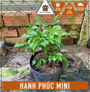 Cây Hạnh Phúc (Size Mini) - Tổng thể tầm 20-30 cm - Trang trí mang phong thủy tốt!