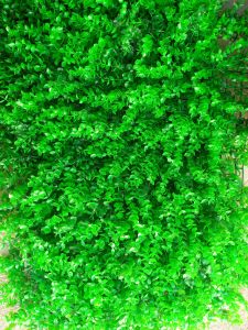 cỏ tai chuột trang trí