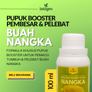 Pupuk Booster Buah Nangka Agar Cepat Berbuah Lebat / Pupuk Organik Pelebat Buah Nangka Penyubur