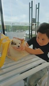 Breathable Pet Bag Comfortable Lightweight Pet Travel Bag Cat/Dog Backpack Outdoor Foldable