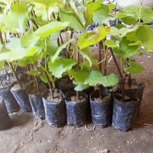 Anggur Genjah Super Siap Berbuah