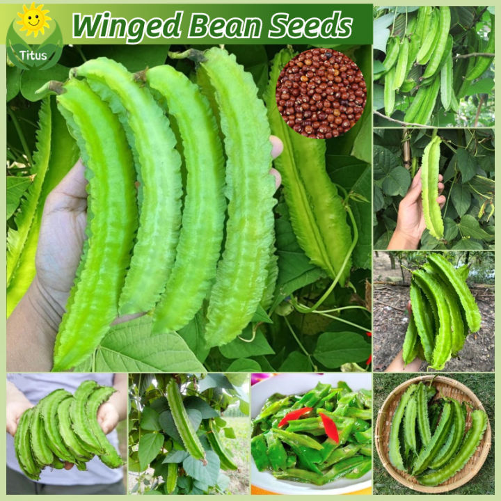 100% Legit Fresh Organic Winged Bean Seeds Sigarilyas Seeds for ...