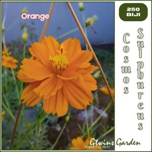 GG | 250 Benih Bunga Cosmos Sulphureus  Warna Orange