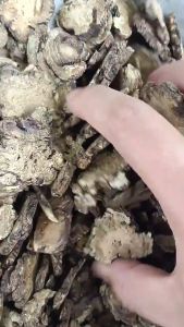 Chinese Herbs Herbal Medicine Ligusticum Chuanxiong Circulation Relieves Pain 中药材 川芎 活血行气祛风止痛 YC55