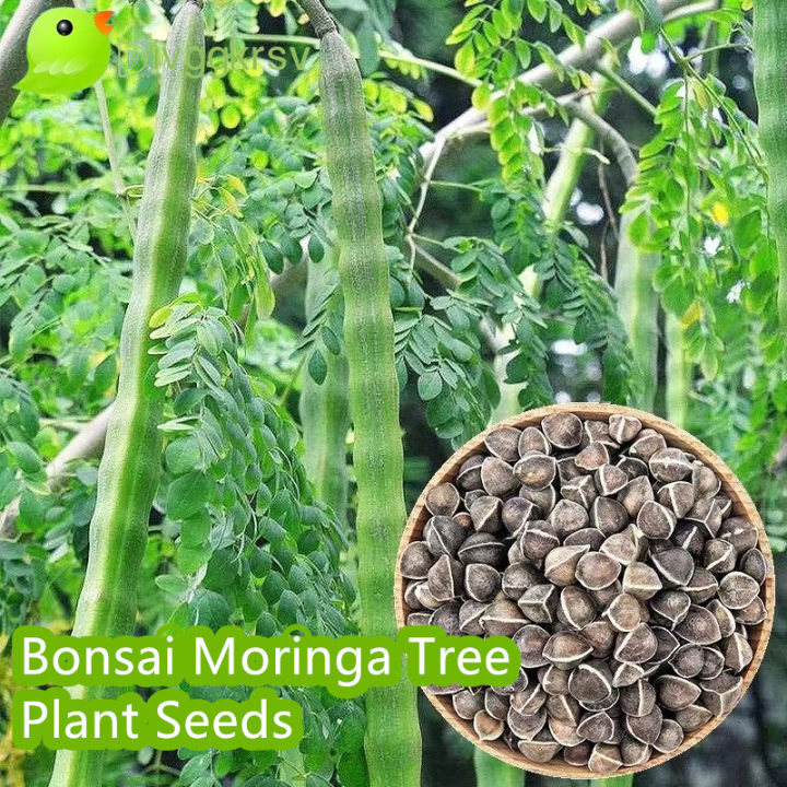 Bonsai Moringa Tree Plant Seeds (10 Seed) Malunggay for Planting ...