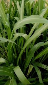 เมล็ดพันธุ์กินนีมูนรีเวอร์ 100กรัม 1ประเภท 1ล้านกว้าง 1ล้านซ่อน ปลูกได้1งาย