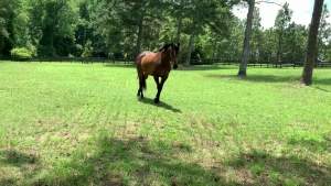 Banixx HorseBanixx Horse & Pet Care cho nhiễm trùng nấm và vi khuẩn 32oz