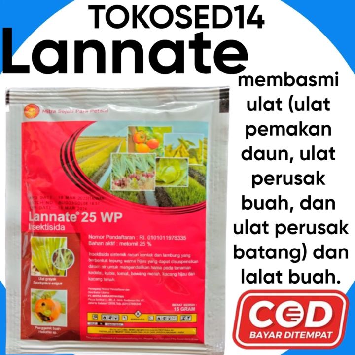 Qora va etuk lanet Qora va etuk lanet