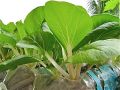 PECHAY SEEDS / PAVITO VARIETY - 500pcs Seeds. 