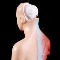 ✶【COD】Human Torso Body Model Anatomy Anatomical Medical Internal Organs For Teaching❂. 