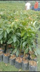 Bibit Alpukat Miki Tinggi 1 Meter up Batang besar