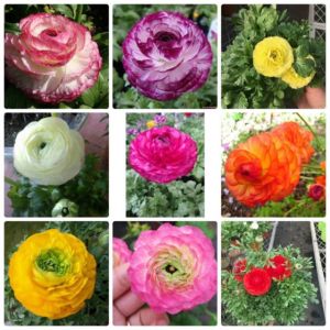 Bộ 10 củ giống hoa hồng mao lương mix đầy đủ màu sắc - Seeds1