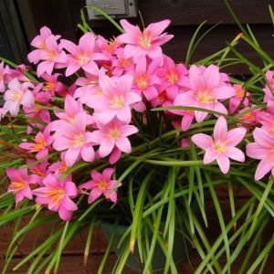 củ hoa huệ mưa màu hồng (5 củ)tóc tiêntrồng quanh năm