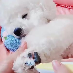 2026 Hot Sale [ Shipped from China ] Pet paw trimmer pet hair clipper cat hair trimmer dog paw grooming tool electric clipper with light B3