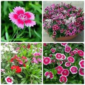 Hạt giống cẩm chướng đơn ( gói 200 hạt)