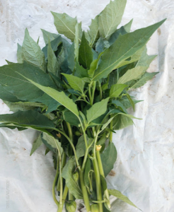 Daun Ciplukan Segar / Daun Cecendet Segar Alami