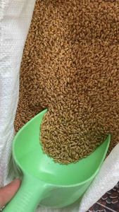 เมล็ดข้าวสาลี สำหรับการเพาะต้นอ่อน น้ำต้น และอัตรการงอกดี