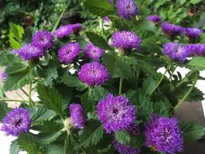 เมล็ดกระดุมไพลิน 200 เมล็ด กระดุมม่วง กระดุมหยก เมล็ดดอกไม้ ปลูกต่อได้