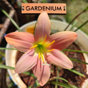 Umbi Bunga Rain Lily Morning Star - Rainlily Zephyranthes Hybrid