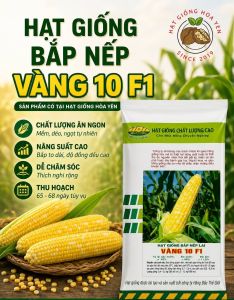 Hạt giống bắp nếp lai vàng 10 F1 gói 500 gam