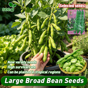[Selected Seeds] High Yield Large Broad Bean Seeds for Planting (Fast Growing) Organic Broad Fava Beans Seeds Veggie Seeds Seven Fairy Sticky Rice and Broad Bean Seeds Garden Balcony Bonsai Vegetable Seeds for Gardening Home Potted Broad Bean Seedlings