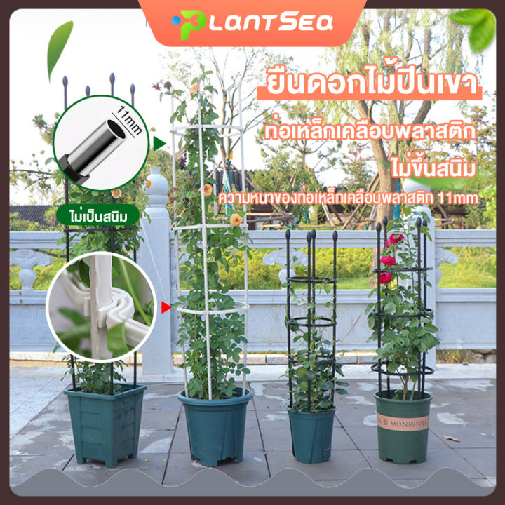 6 อันดับโครงไม้เลื้อยและรั้วระแนงยอดนิยมสำหรับสวนสวยปี 2025