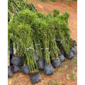 Pokok buluh Pagar / pelenting thai murah. 