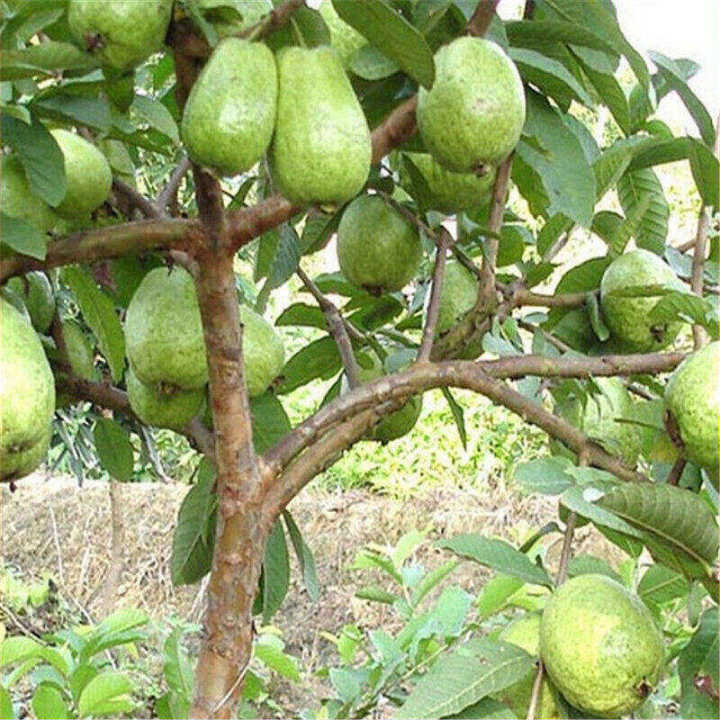 Guava tree outlet