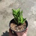Sukulen Aloe Juvenna / Tigertooth aloe. 
