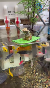 Turtles Fishing on Bamboos Raft Statue Weather Resistant Resins Miniature Animal Ornament For Garden Pond Decoration