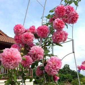 { ComBo 10 } Gốc Hoa Hồng Leo Tường Vi Rễ Trần ( Tặng 1 Gốc ) – Hương Thơm Ngát Sinh Trưởng Khỏe Leo Mạnh Hoa Đẹp