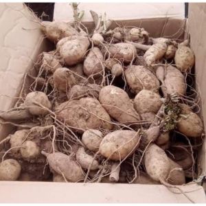 1 chùm củ hoa thược dược nội đủ màu to đẹp (có 4 màu)