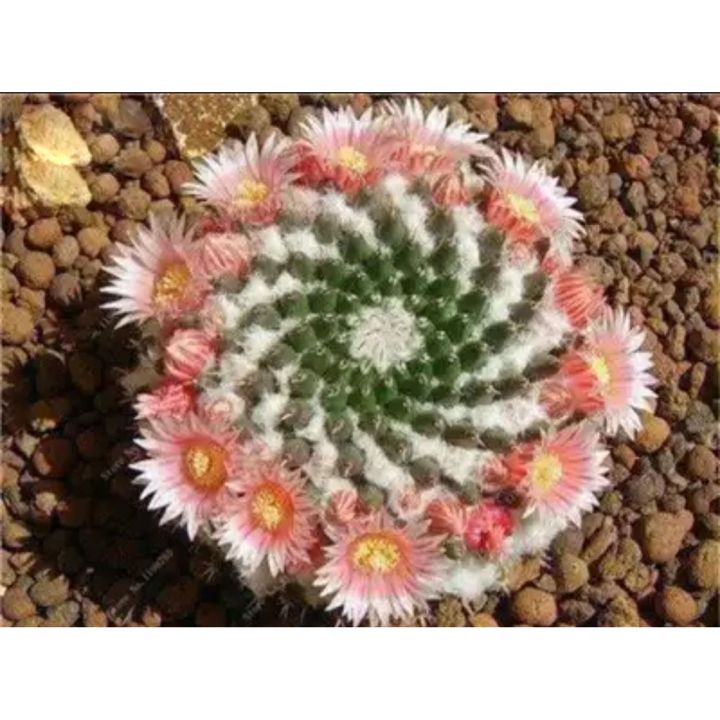 gomphrena plant Gomphrena 'Sequin'
