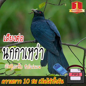 BigT Shop เสียงต่อ นกกาเหว่า แฟลชไดร์ฟ USB mp3 เสียงดังฟังชัด เปิดปุ๊บมาปั๊บ เสียงนกแท้ เสียงดังฟังชัด100%
