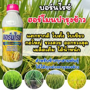 บอร์นไรซ์  ฮอร์โมนข้าว ปุ๋ยน้ำ (บำรุงข้าวทุกสายพันธุ์) สำหรับข้าว ข้าวงาม เขียวไว ต้นแข็งแรง รวงใหญ่ ขนาด 1 ลิตร พ่นได้15ไร่