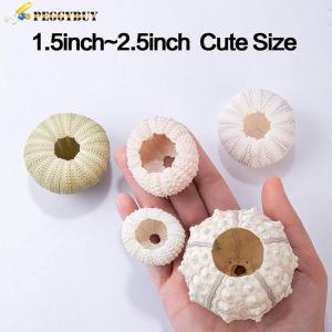 【New Arrival】Sea Urchin Air Pineapple Shells Conch Aquarium Bonsai Mediterranean Seashells De