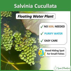 Sean Planters Salvinia Cucullata Asian Watermoss Aquarium Aquatic Floating Water Plant Live Pokok Kiambang Air Hidup 浮萍