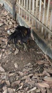 ไข่เชื้อ พม่า/เปรู. สายพันธุ์แข้งรัวๆ นําเข้ามาเพื่อพัฒนาความเร็วและการออกแข้งรัวๆให้กับพม่า. ราคาใบละ 100 บาท 081-7657080/