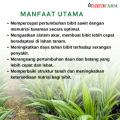 Pupuk daun untuk bibit sawit,Pupuk semai bibit sawit,Pupuk bibit sawit,Pupuk cair untuk bibit sawit. 