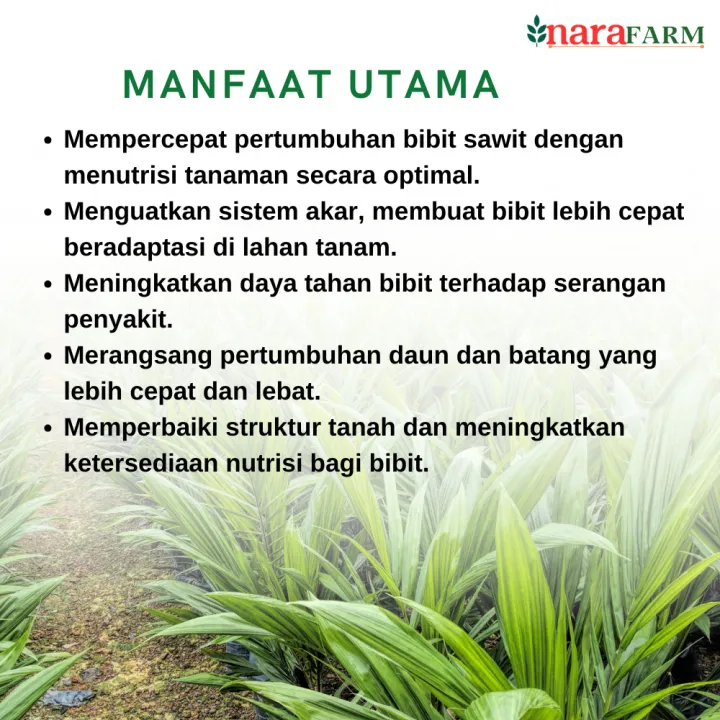 Pupuk%20daun%20untuk%20bibit%20sawit,Pupuk%20semai%20bibit%20sawit,Pupuk%20bibit%20sawit,Pupuk%20cair%20untuk%20bibit%20sawit%20-%20Image%204