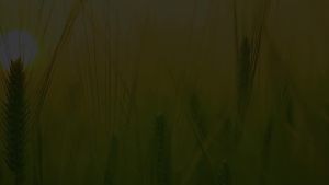 孚特拉叶绿素叶面肥绿叶增厚提苗壮棵50g/袋农用中量元素水溶肥料